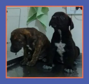 Cachorro raça srd idade 2 a 6 meses nome catatau