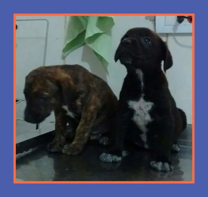Cachorro ra a srd idade 2 a 6 meses nome catatau