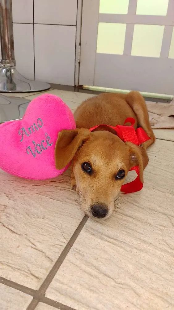 Cachorro ra a Srd idade 2 a 6 meses nome Mel