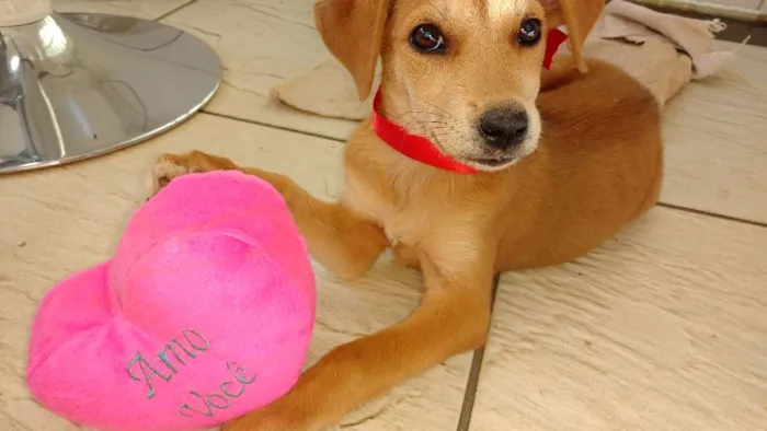 Cachorro ra a Srd idade 2 a 6 meses nome Mel