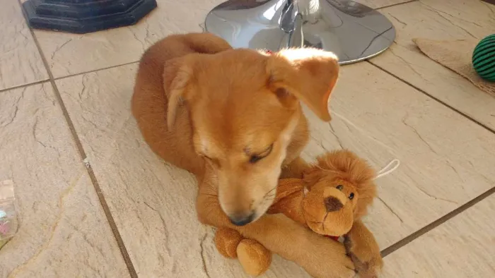 Cachorro ra a Srd idade 2 a 6 meses nome Mel
