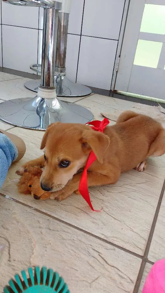 Cachorro ra a Srd idade 2 a 6 meses nome Mel