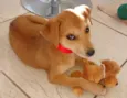 Mel