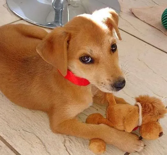 Cachorro ra a Srd idade 2 a 6 meses nome Mel