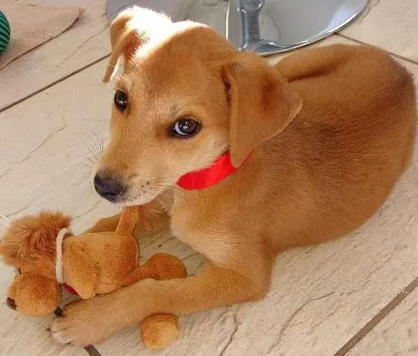 Cachorro ra a Srd idade 2 a 6 meses nome Mel