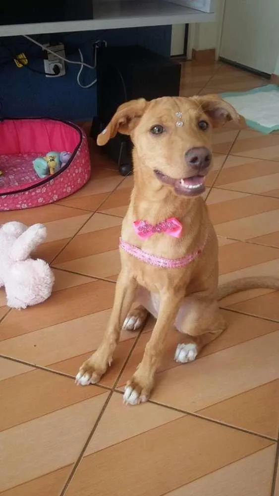 Cachorro ra a SRD idade 2 a 6 meses nome PANDORA