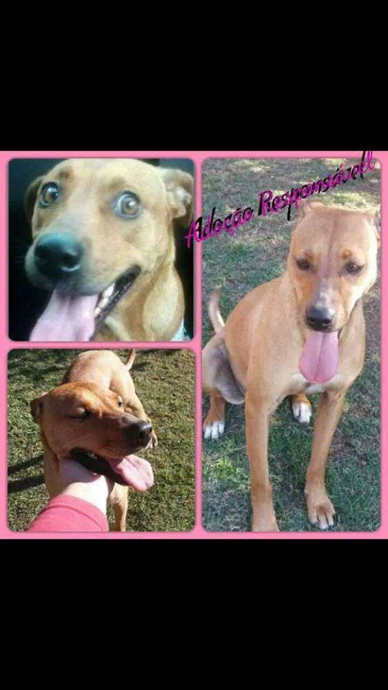 Cachorro ra a SRD idade 2 anos nome VITORIA