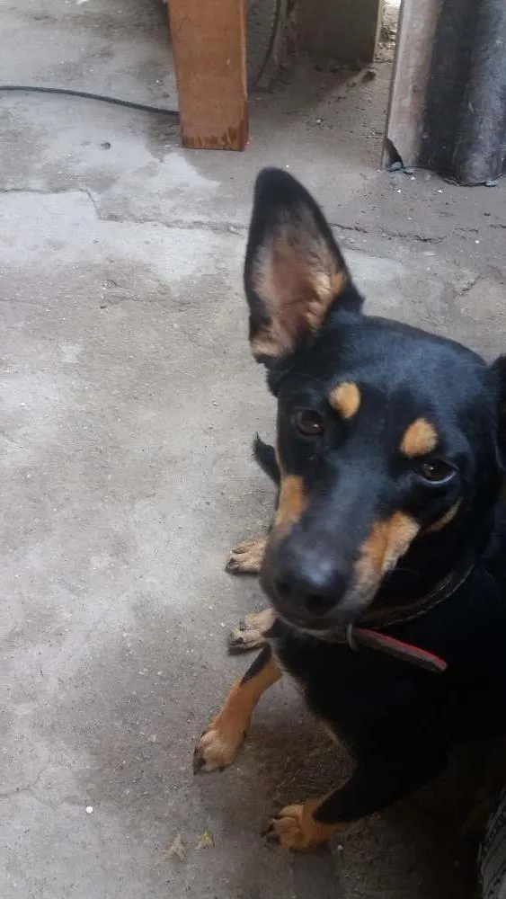 Cachorro ra a Vira lata  idade 1 ano nome Mili