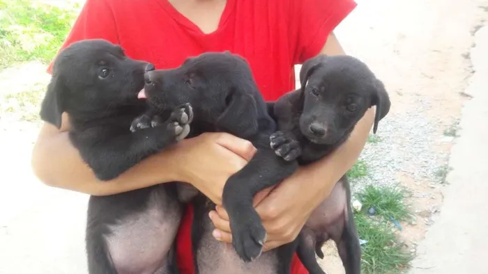 Cachorro raça Vira-lata  idade Abaixo de 2 meses nome Sem nome
