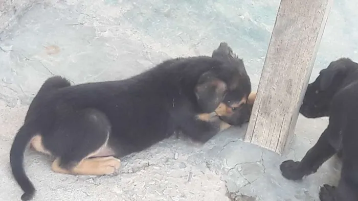 Cachorro raça Vira-lata  idade Abaixo de 2 meses nome Sem nome