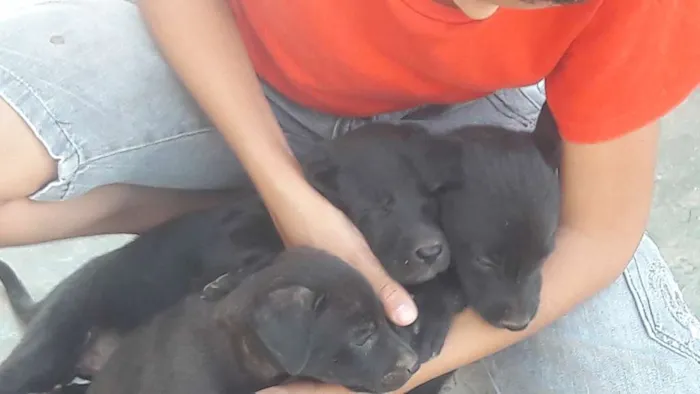 Cachorro raça Vira-lata  idade Abaixo de 2 meses nome Sem nome