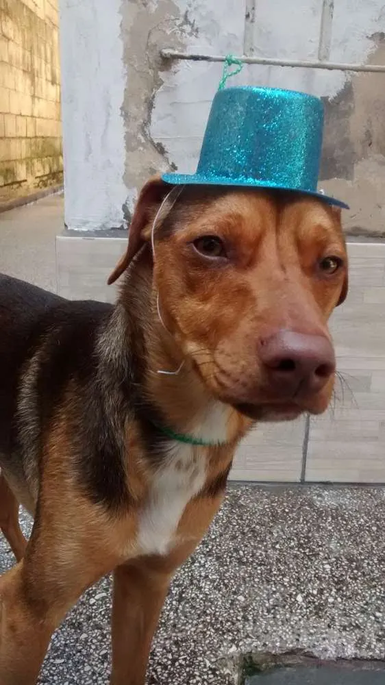 Cachorro ra a SRD idade 7 a 11 meses nome Max
