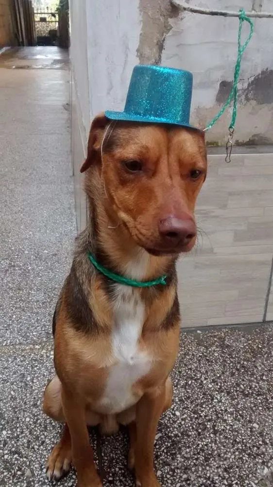 Cachorro ra a SRD idade 7 a 11 meses nome Max