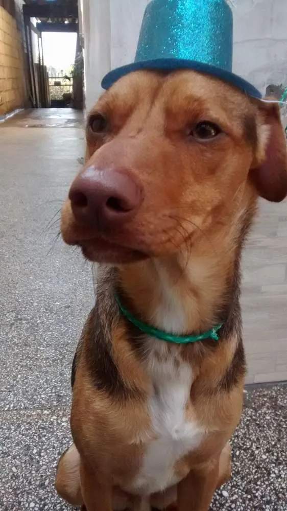 Cachorro ra a SRD idade 7 a 11 meses nome Max