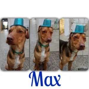 Cachorro raça SRD idade 7 a 11 meses nome Max