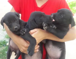 Cachorro raça Vira-lata  idade Abaixo de 2 meses nome Sem nome