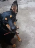Mili