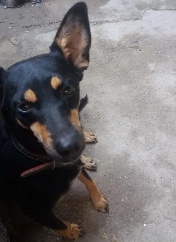Cachorro ra a Vira lata  idade 1 ano nome Mili
