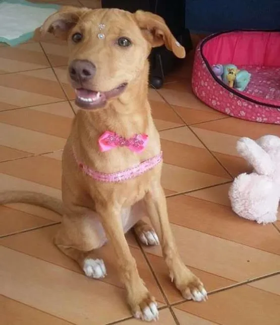 Cachorro ra a SRD idade 2 a 6 meses nome PANDORA