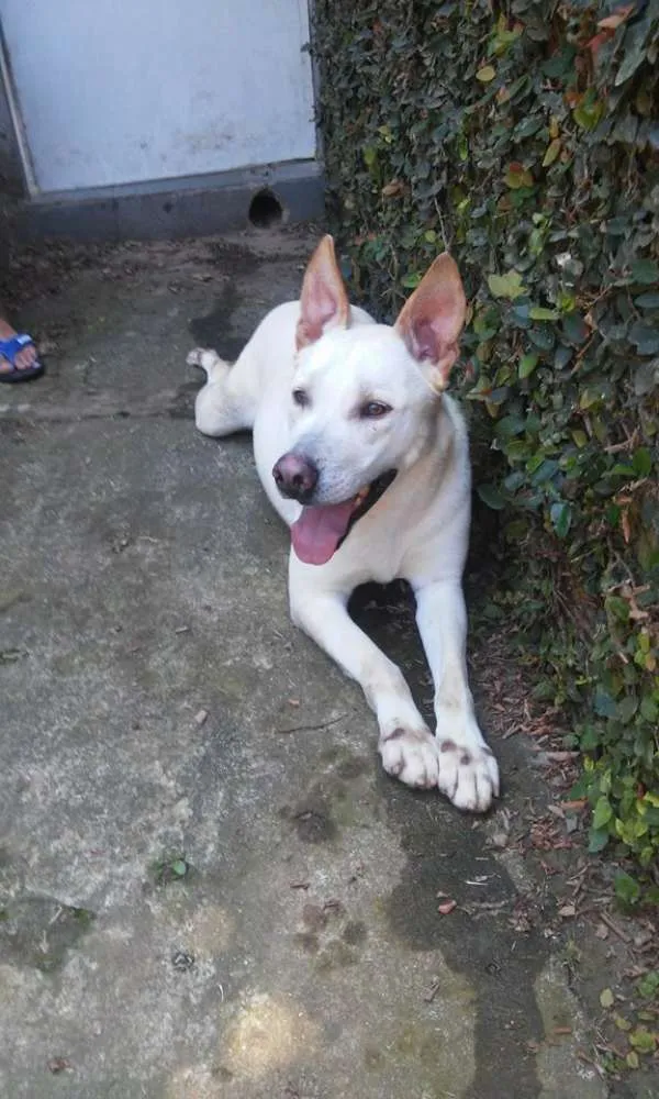 Cachorro ra a SRD idade 2 anos nome LALAU