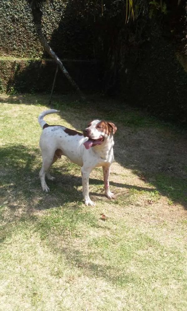Cachorro ra a Pit-Bull idade 3 anos nome NERO