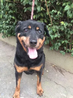 Cachorro raça Rottweiler idade 6 ou mais anos nome SAFIRA