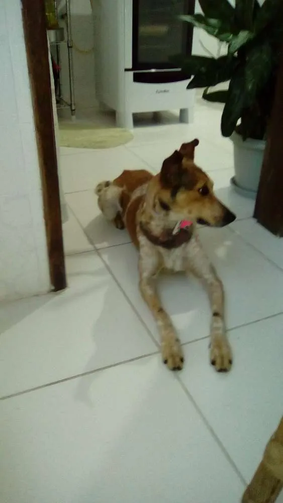 Cachorro raça  idade 1 ano nome XICA