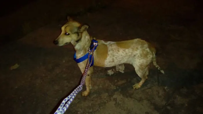Cachorro raça  idade 1 ano nome XICA