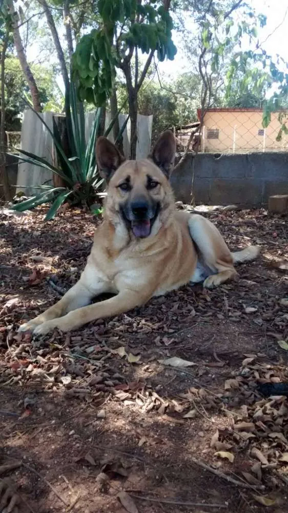Cachorro raça Pastor Alemão idade 5 anos nome Valente