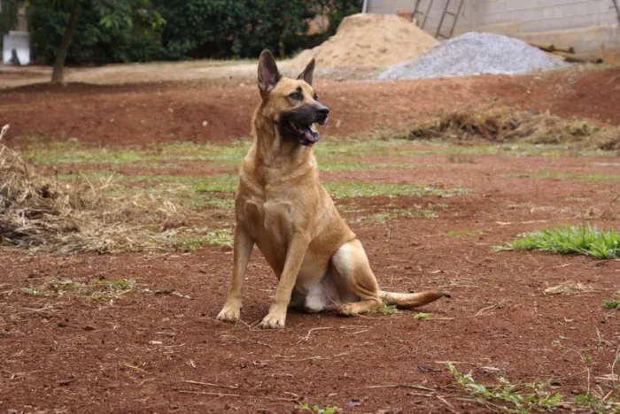 Cachorro raça Pastor Alemão idade 5 anos nome Valente