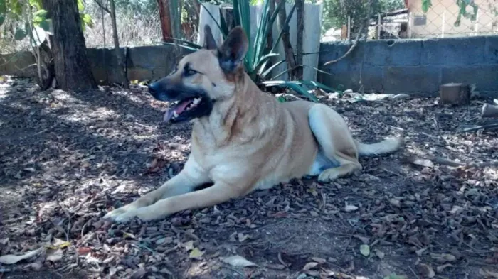Cachorro raça Pastor Alemão idade 5 anos nome Valente