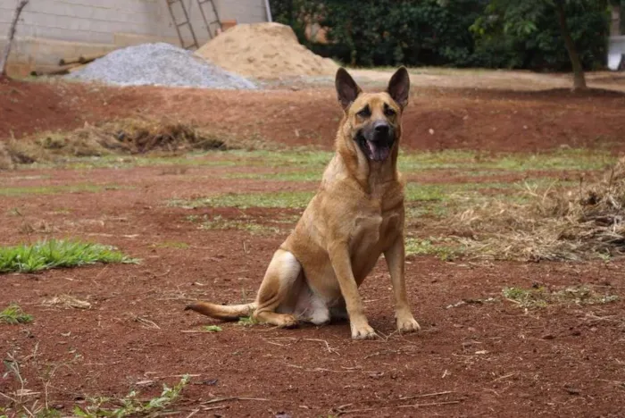Cachorro raça Pastor Alemão idade 5 anos nome Valente