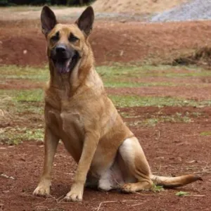 Cachorro raça Pastor Alemão idade 5 anos nome Valente