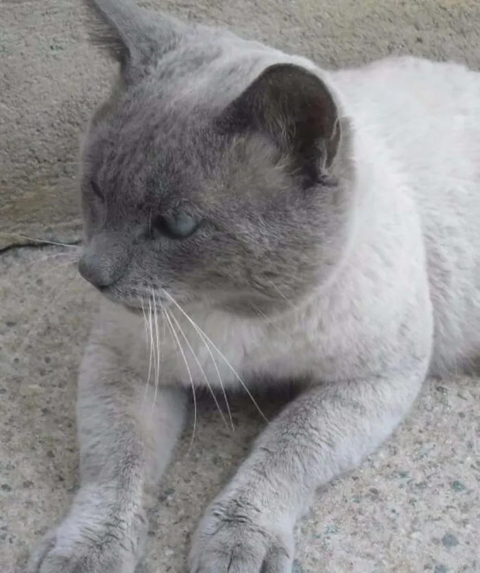 Gato ra a  idade 7 a 11 meses nome sem nome