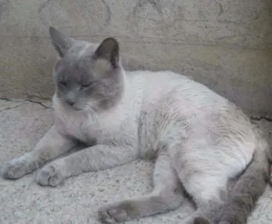 Gato raça  idade 7 a 11 meses nome sem nome