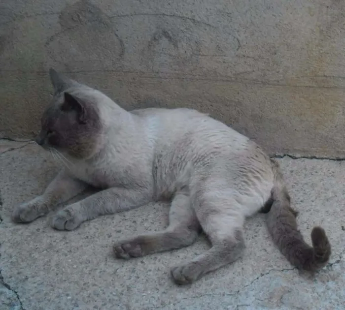 Gato ra a  idade 7 a 11 meses nome sem nome