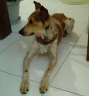 Cachorro raça  idade 1 ano nome XICA
