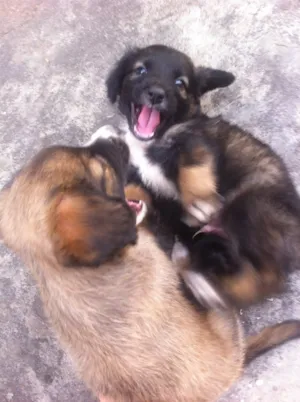Cachorro raça Vira-latas idade Abaixo de 2 meses nome Filhotes