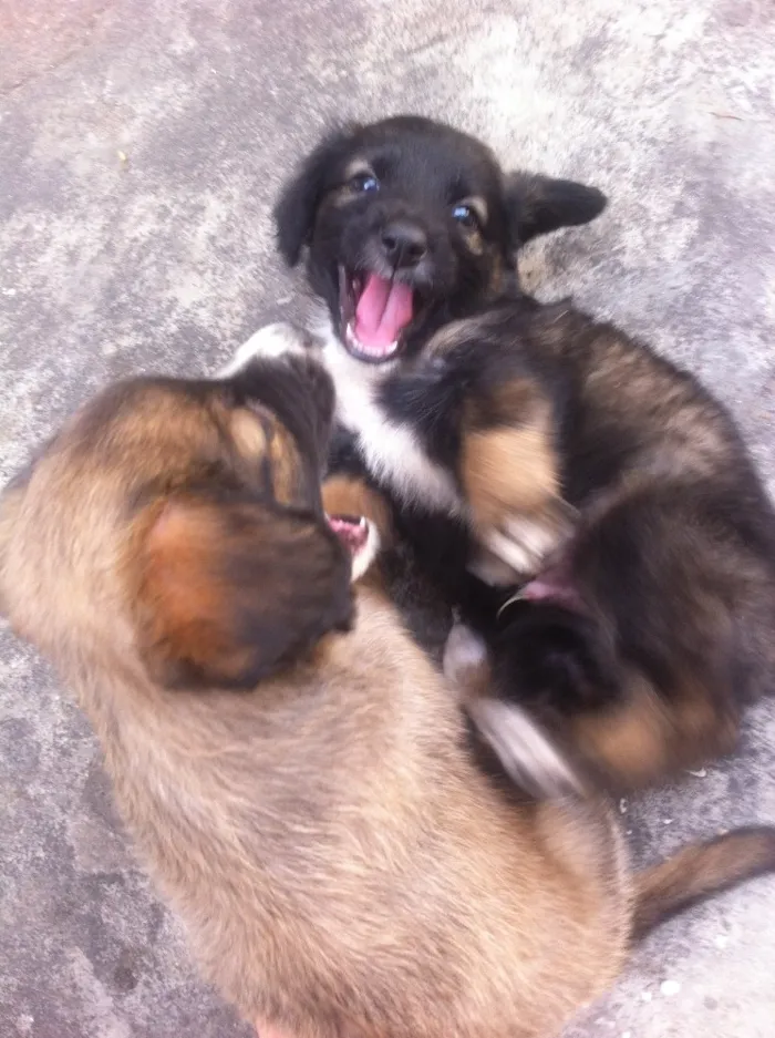 Cachorro ra a Vira-latas idade Abaixo de 2 meses nome Filhotes