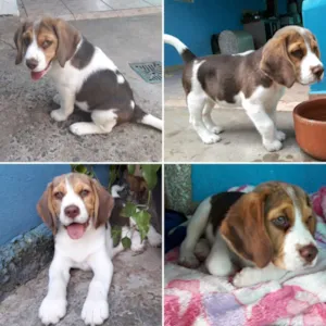 Cachorro raça Beagle idade 2 a 6 meses nome Thor
