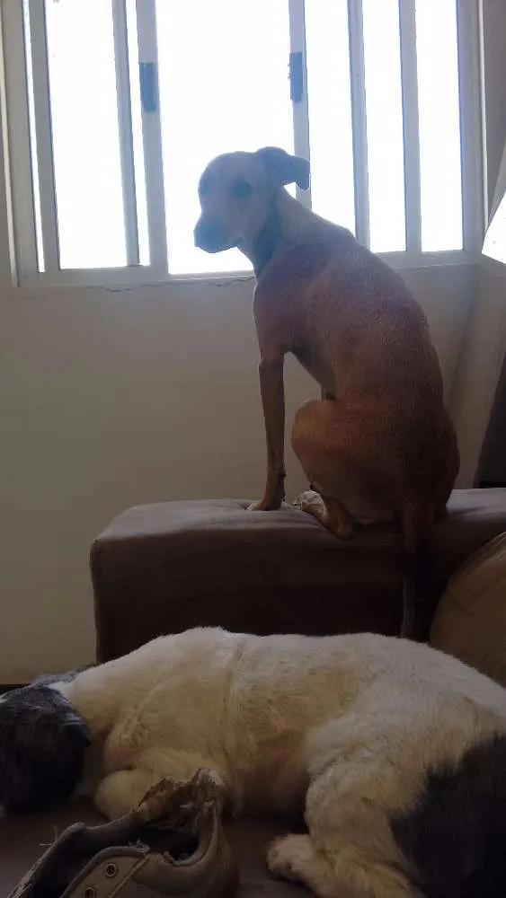 Cachorro raça Misturada  idade 7 a 11 meses nome Isa