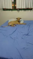 Isa
