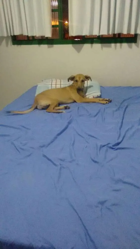 Cachorro raça Misturada  idade 7 a 11 meses nome Isa