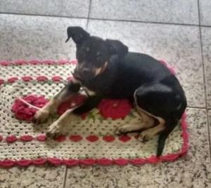 Cachorro raça Viralata idade 2 a 6 meses nome Pitoco