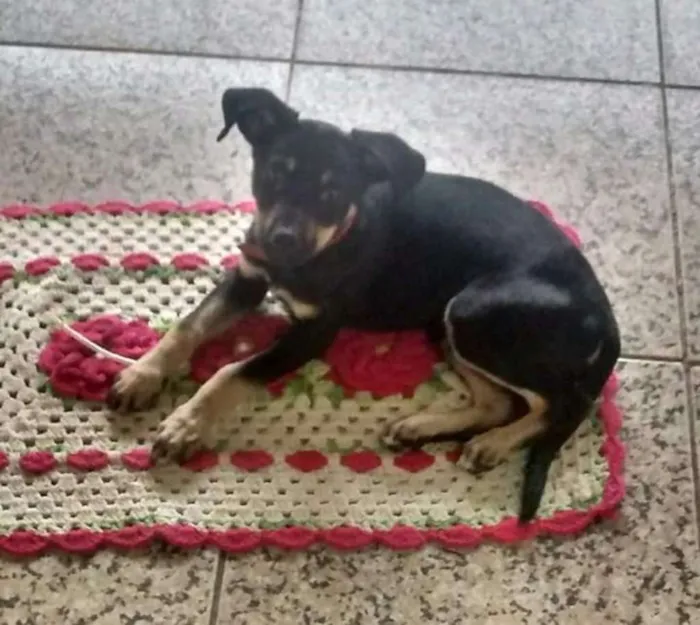 Cachorro ra a Viralata idade 2 a 6 meses nome Pitoco
