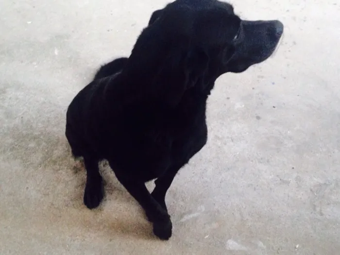 Cachorro ra a Labrador/vira-lata idade 3 anos nome Pandora