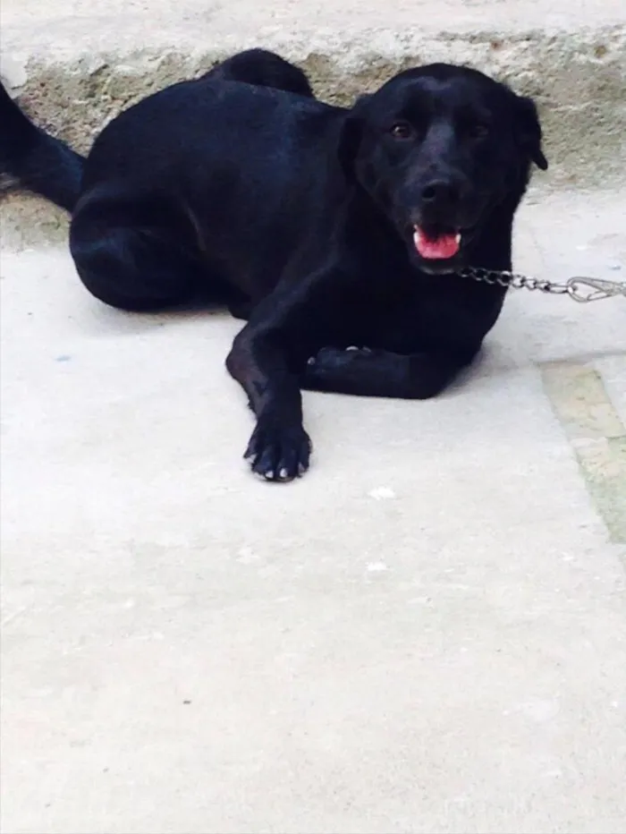 Cachorro ra a Labrador/vira-lata idade 3 anos nome Pandora