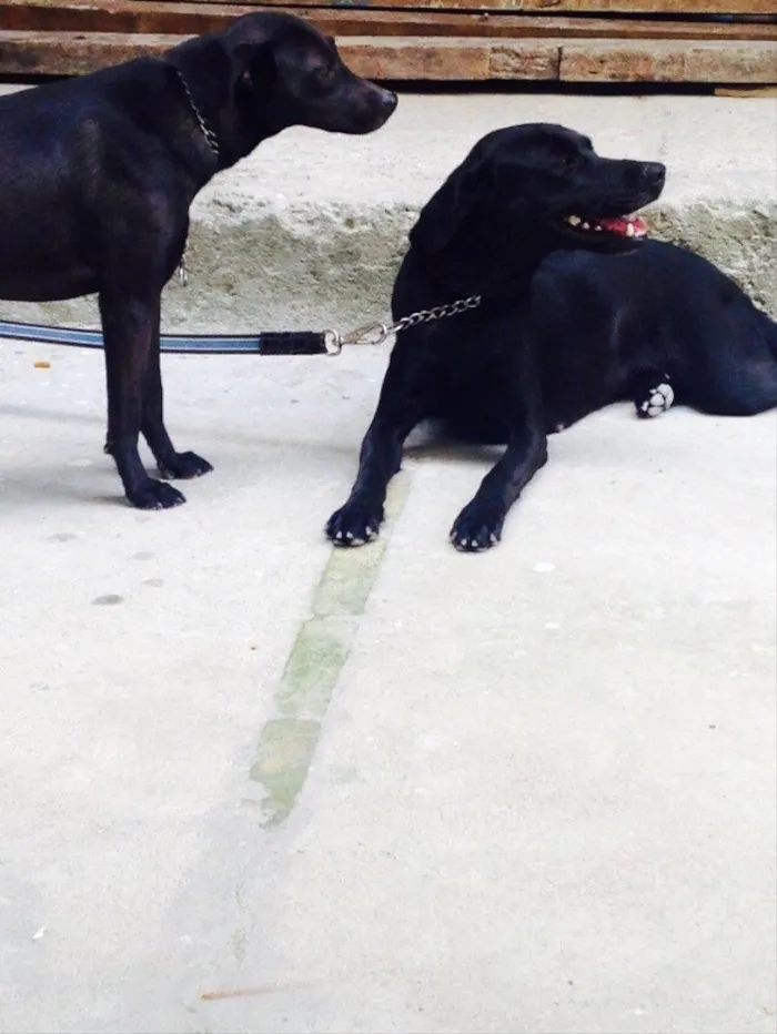 Cachorro ra a Vira-lata idade 4 anos nome Neguinha