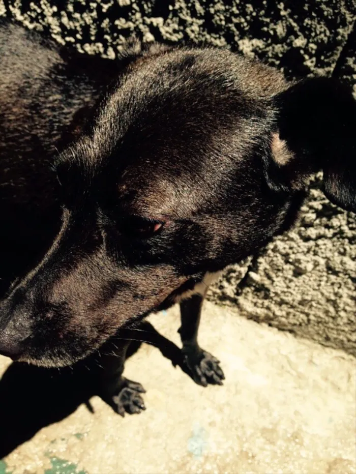 Cachorro ra a Vira-lata idade 4 anos nome Neguinha