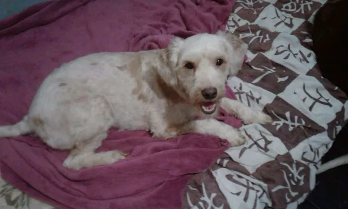 Cachorro ra a Poodle idade 2 a 6 meses nome Poodle Claudia